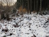2021-11-27 - Erster Schnee im Solling (11)